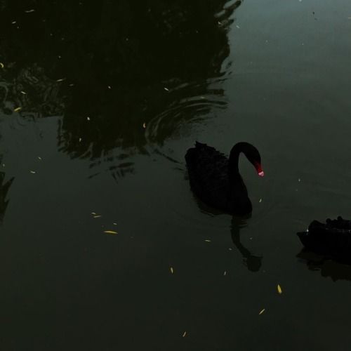 a black swan floating on top of a body of water