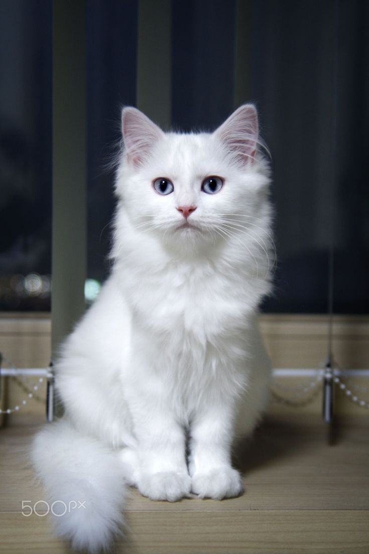 a white cat sitting on top of a wooden floor