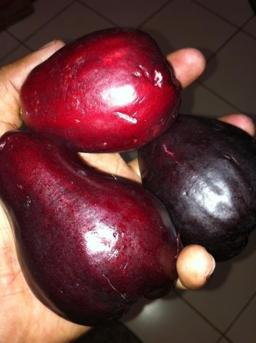 two red and one black eggplant held in someone's hand on a tile floor