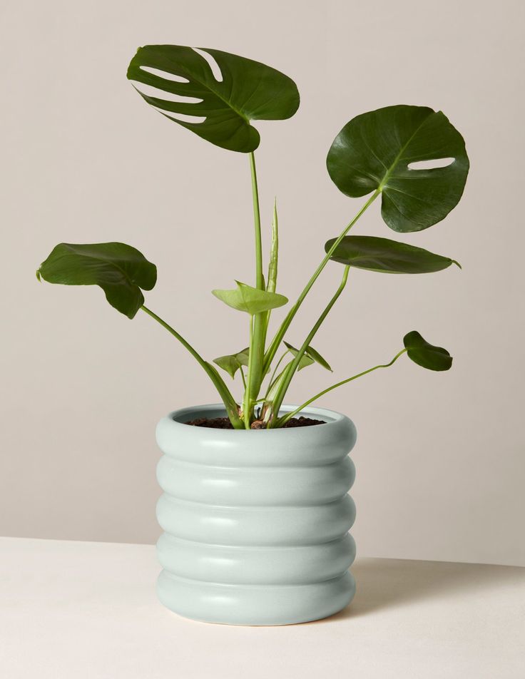 a potted plant with green leaves in it