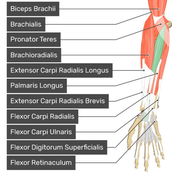 Flexor Carpi Radialis Flexor Carpi Radialis, Wrist Anatomy, Human Muscle Anatomy, Anatomy Medical, Median Nerve, Biceps Brachii, Muscle Testing, Forearm Muscles, Nurse Anesthetist