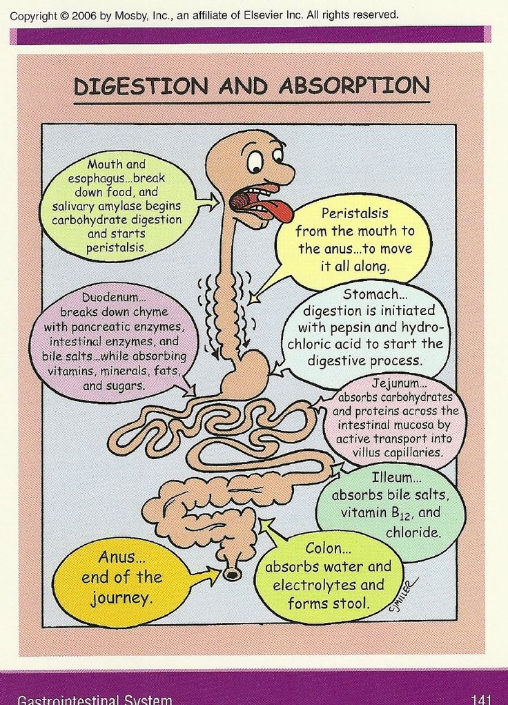 a poster describing the different types of digests and their functions in an organ system