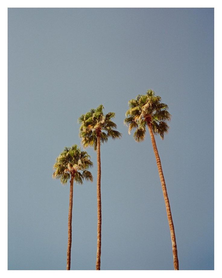 Three palms tress 50s California Aesthetic, Vintage La Aesthetic, Pasadena California Aesthetic, California Aesthetic Vintage, Vintage Palm Springs Aesthetic, 70s California Aesthetic, Retro California Aesthetic, Northern California Aesthetic, Vintage California Aesthetic