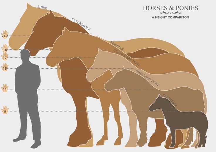 an image of horses and ponies with their names in different colors on the side