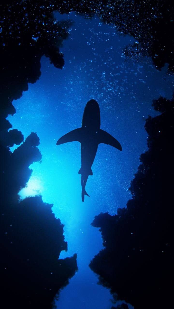 an image of a shark swimming in the blue water with clouds and stars around it