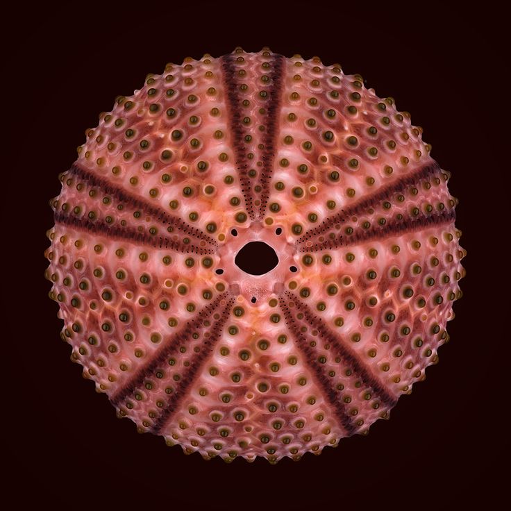 an image of a circular object that looks like it is made out of corals