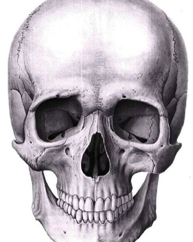 an image of a human skull showing the lower jaw and upper part of the face