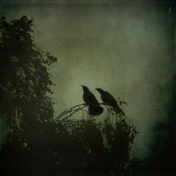 two black birds sitting on top of a tree branch in the dark night with fog