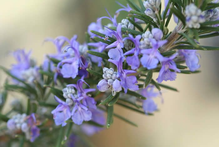 purple flowers are blooming on a tree branch