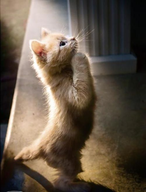 a small kitten standing on its hind legs in the sunlight with its paw up to it's head