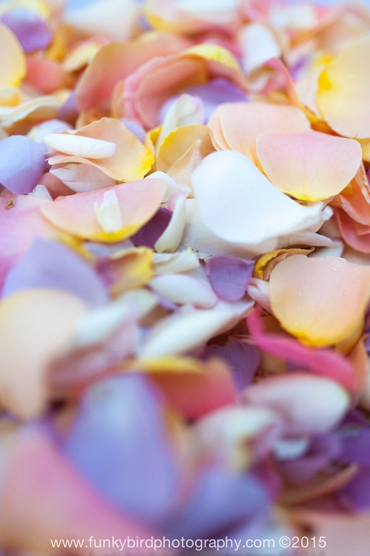 the petals of pink and yellow flowers are scattered on top of each other in this close up photo