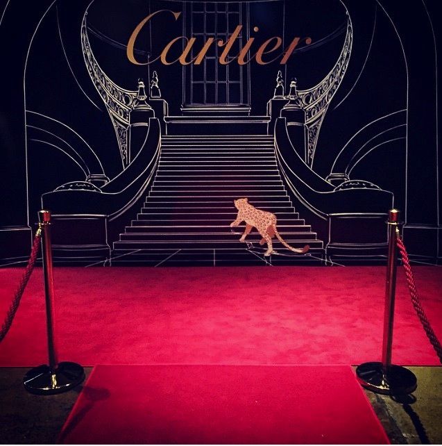 a cheetah is running down the red carpeted stairs in front of a sign that says carrier