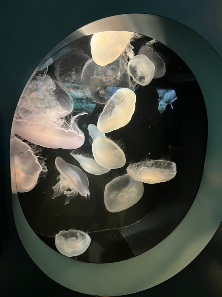 some jellyfish are floating in the water under a circular glass plate that is on top of a table