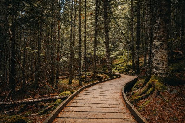 a wooden path in the middle of a forest