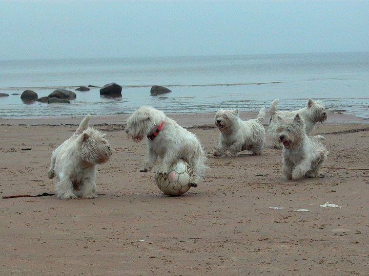 four white dogs playing with a ball on the beach