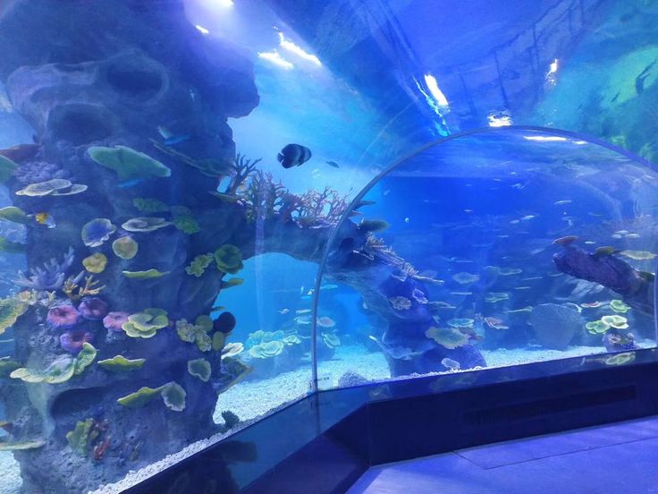 an aquarium filled with lots of different types of fish