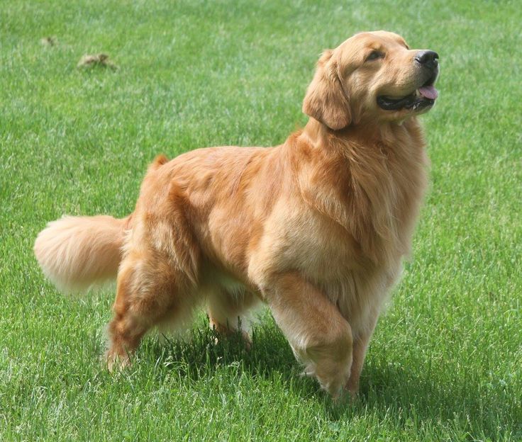 a golden retriever dog standing in the grass