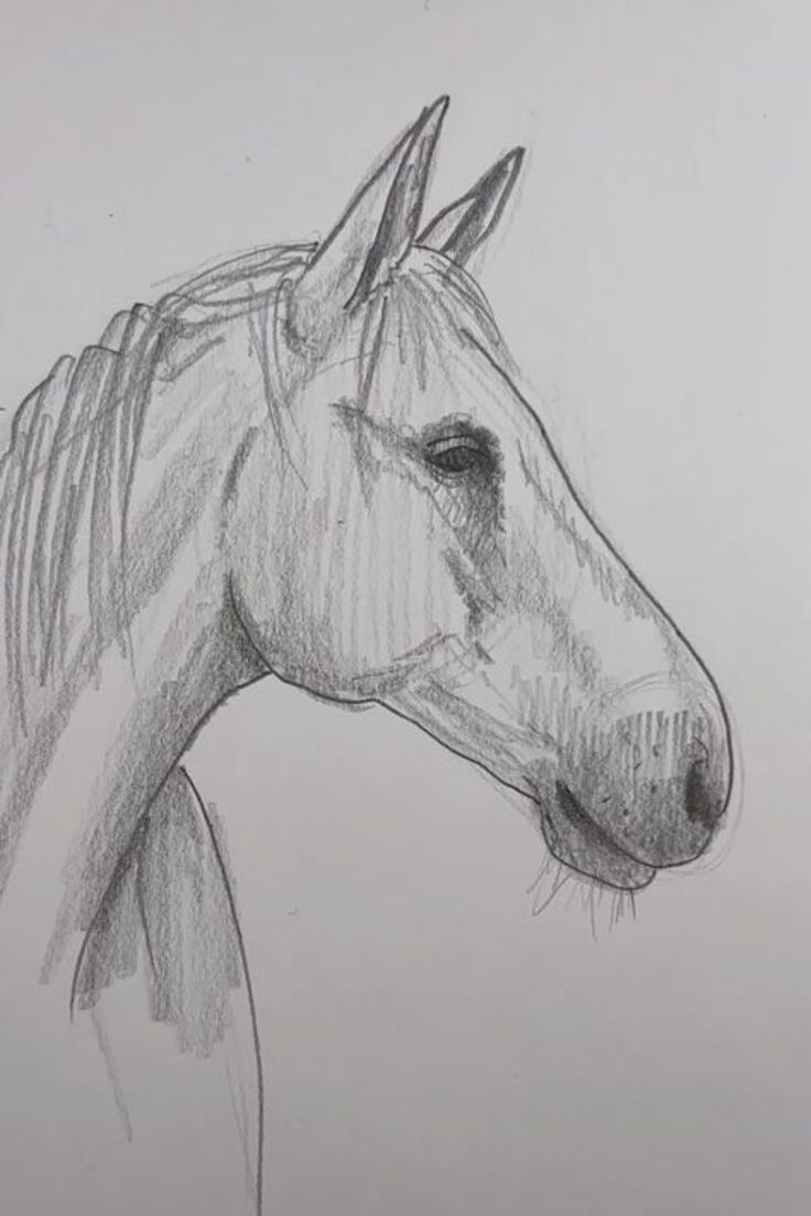 a pencil drawing of a horse's head