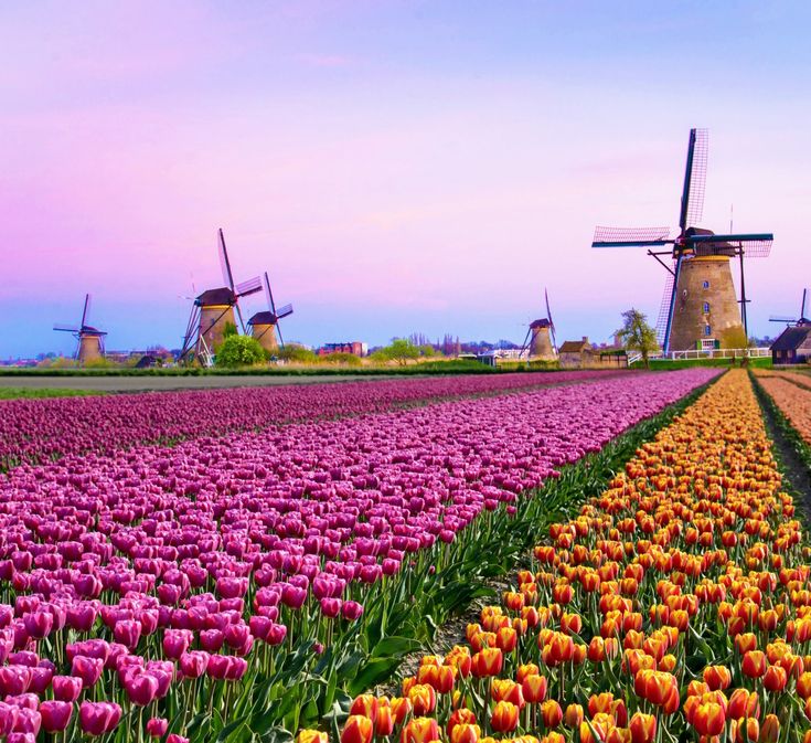 tulips and other flowers are in the foreground with windmills in the background