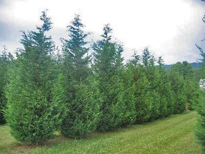 a row of trees in the middle of a field