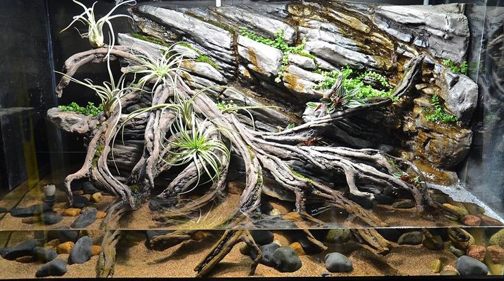 an aquarium filled with plants and rocks