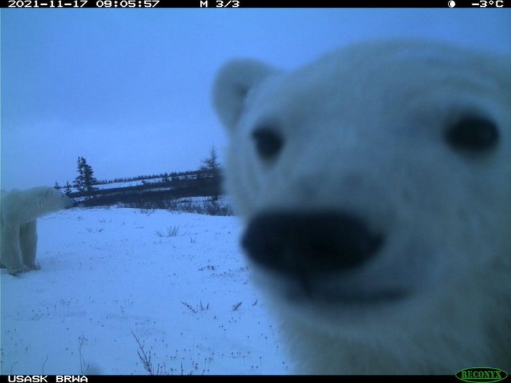 a polar bear is looking at the camera in front of another polar bear on a snowy field