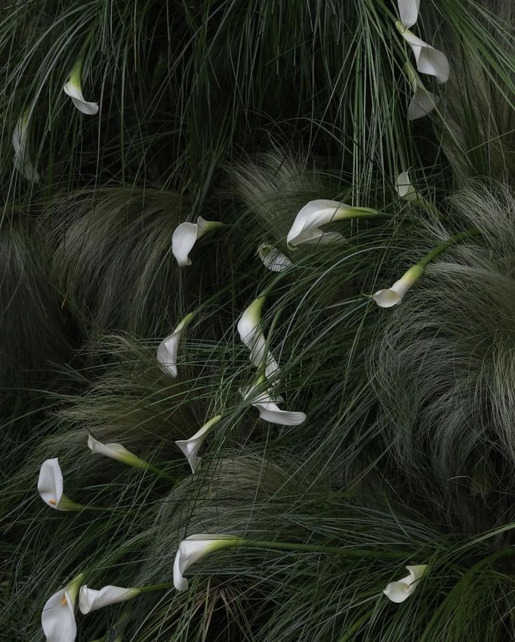 some white flowers and green grass in the wind