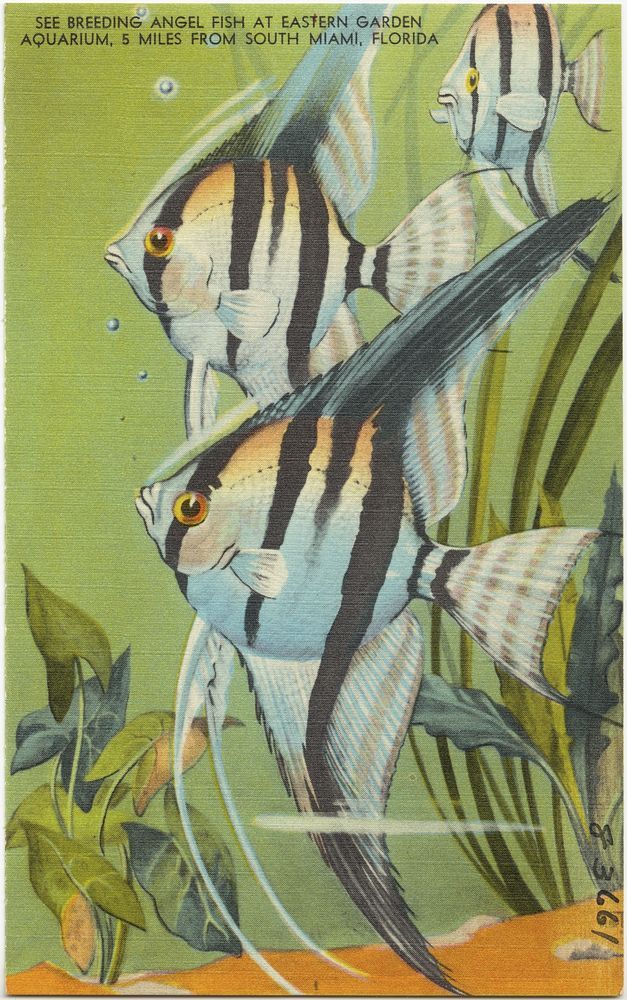 two black and white striped fish in an aquarium