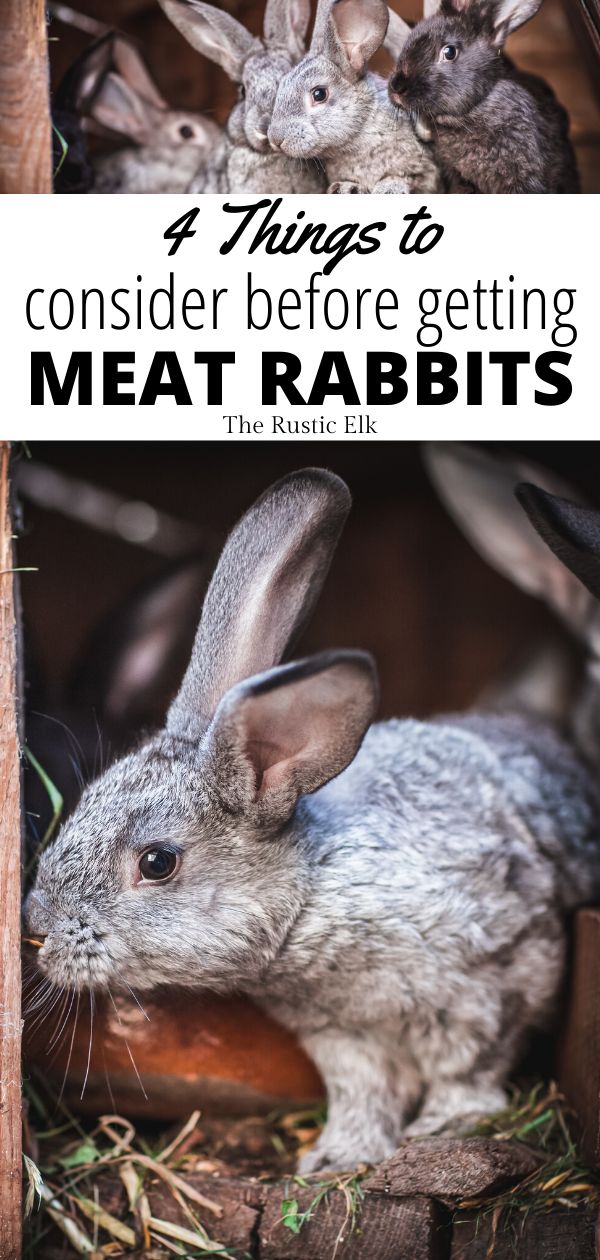 some rabbits are eating out of a wooden box with text overlay that reads 3 things to consider before getting meat rabbits