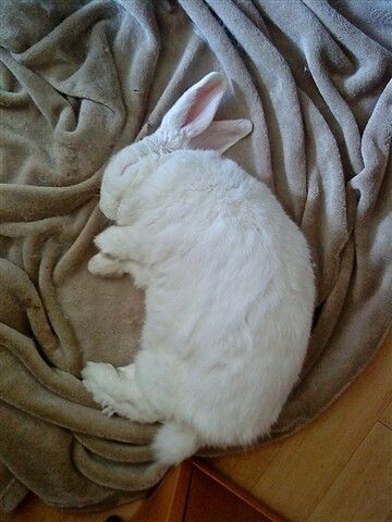 a white cat sleeping on top of a blanket next to a stuffed animal bunny rabbit