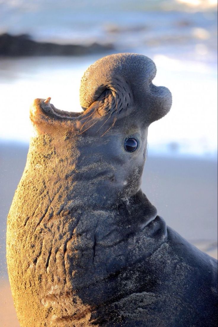 an elephant is sitting on the beach with its trunk sticking out and eyes wide open