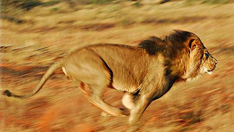 a lion is running through the grass with its head turned to look like it's in motion