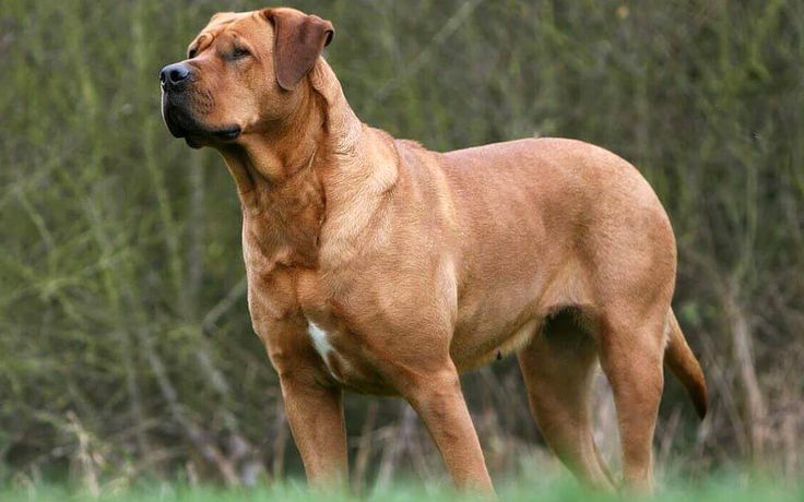 a large brown dog standing on top of a lush green field next to a forest