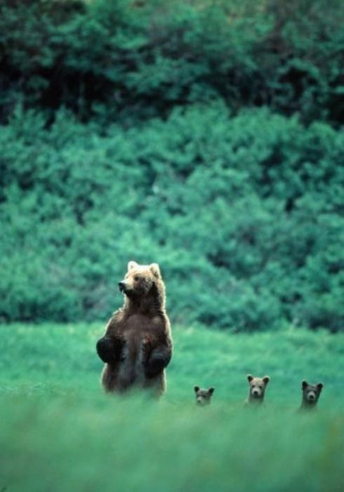 there is a bear that is standing up in the grass with her cubs on its back