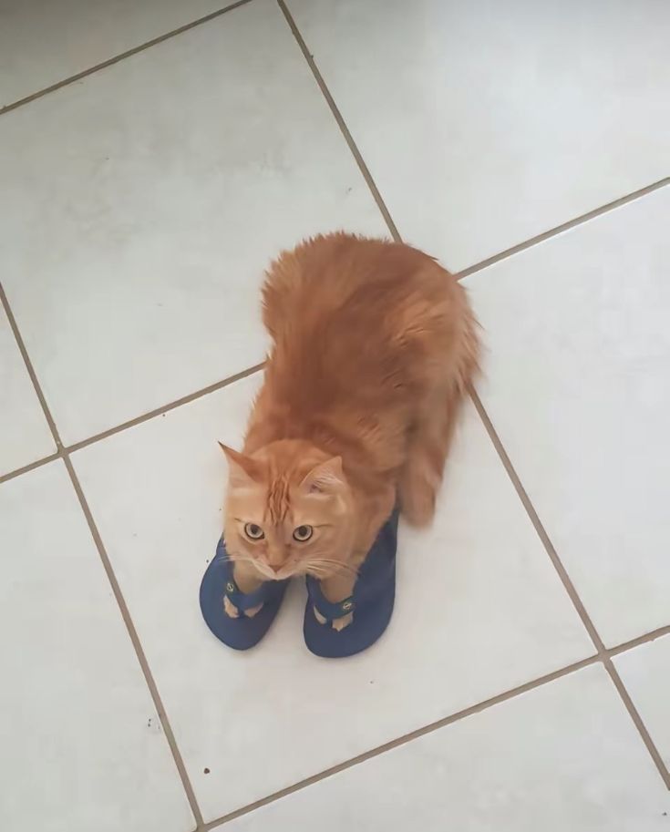 an orange cat standing on top of a tiled floor next to blue slipper shoes