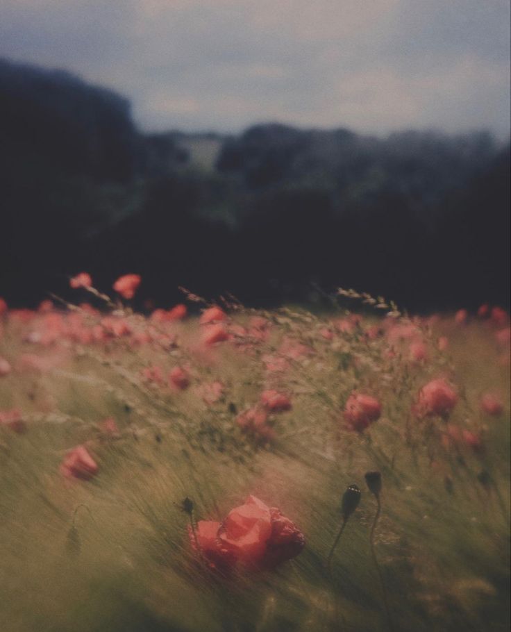 a field full of red flowers under a cloudy sky