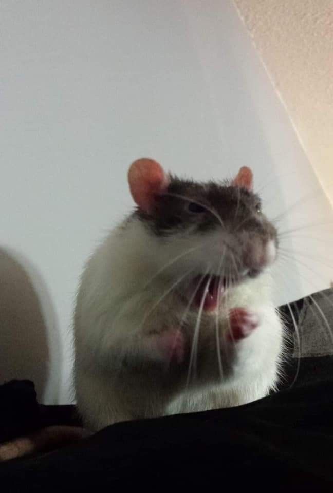 a rat sitting on top of a bed with it's mouth open and tongue out