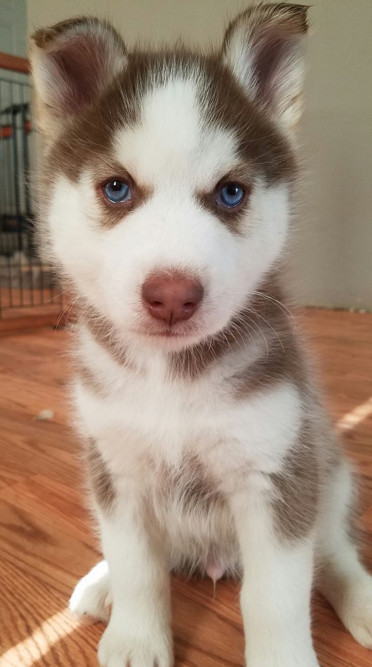 a husky puppy sitting on top of a wooden floor