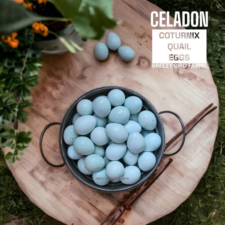 a bowl filled with blue eggs sitting on top of a wooden table