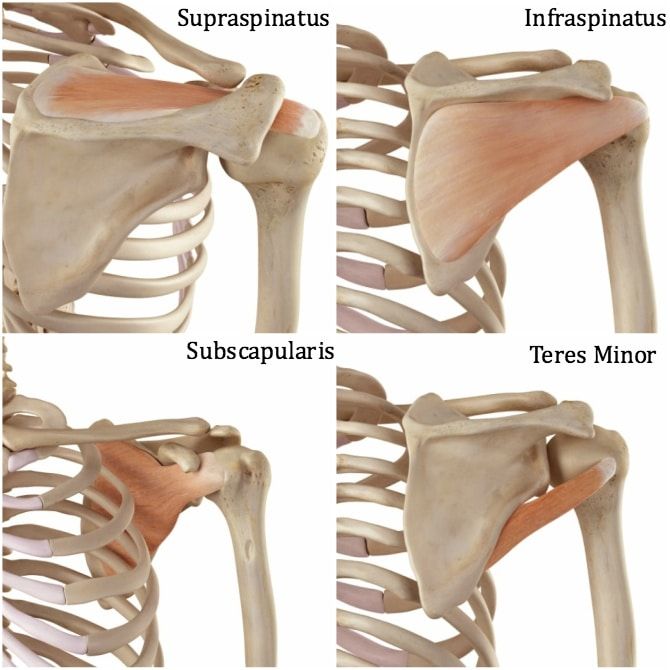 Punkty Spustowe, Shoulder Anatomy, Rotator Cuff Exercises, Shoulder Rehab, Strength Exercises, Yoga Anatomy, Human Body Anatomy, Muscle Anatomy, Shoulder Injuries