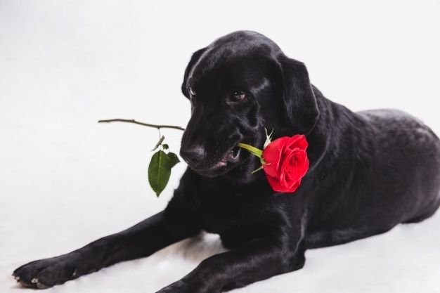 a black dog laying down with a red rose in it's mouth and its paw resting on the ground