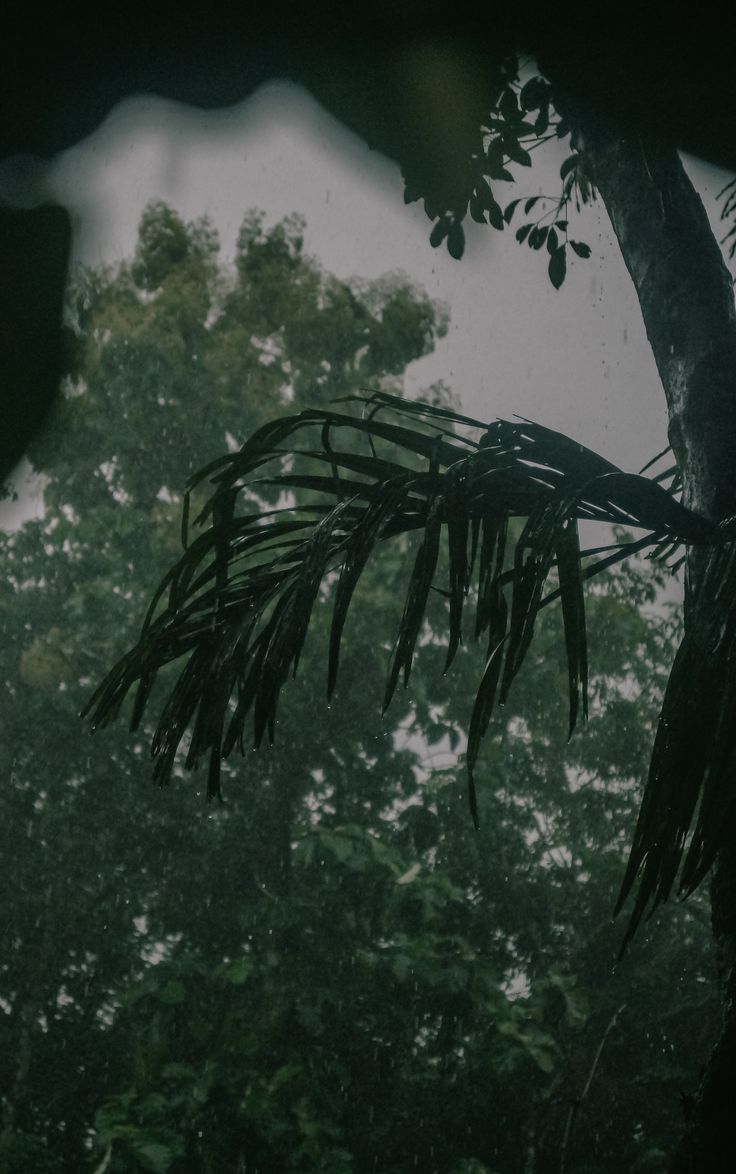 a tree with lots of leaves in the rain