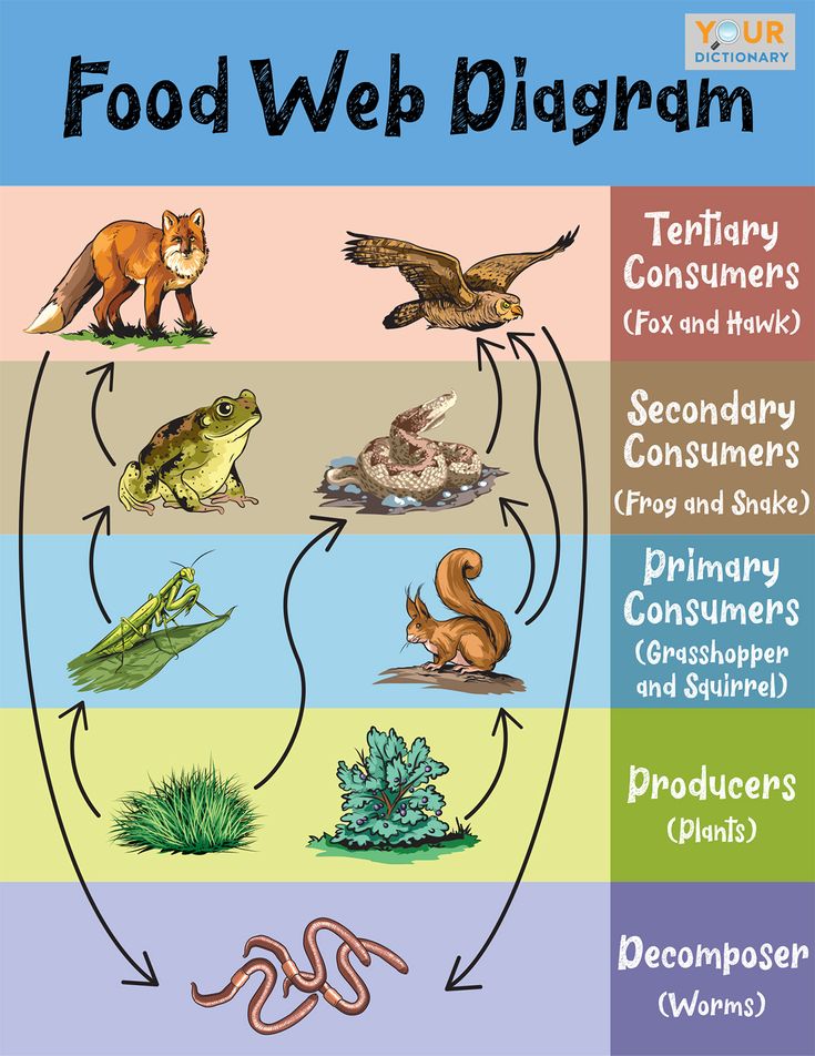 the food web diagram shows different types of food and how they are made into it