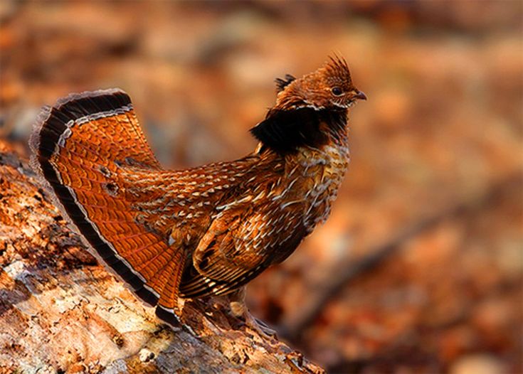 a brown bird standing on top of a tree branch