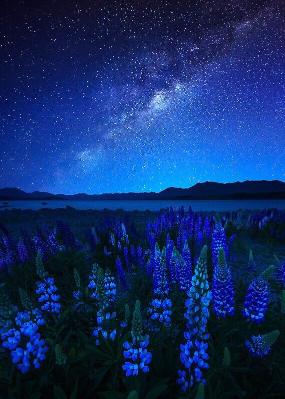 the night sky is filled with stars and blue lupines in front of a lake