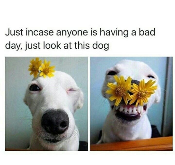 two pictures of a white dog with yellow flowers in its mouth, and one is smiling at the camera