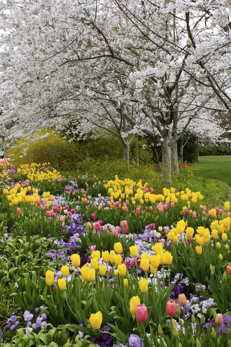 a field full of flowers and trees in the background