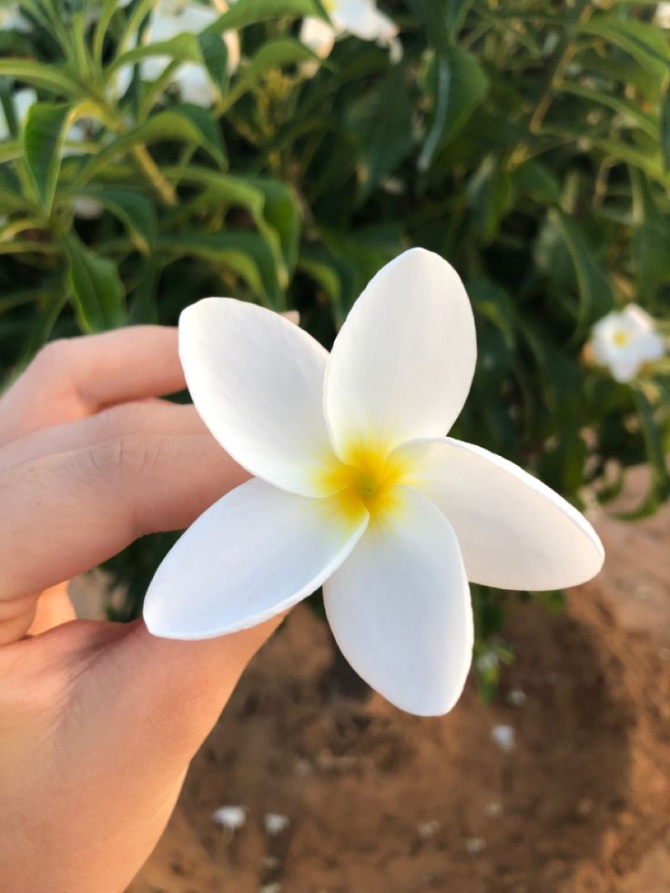 a person holding a white flower in their hand