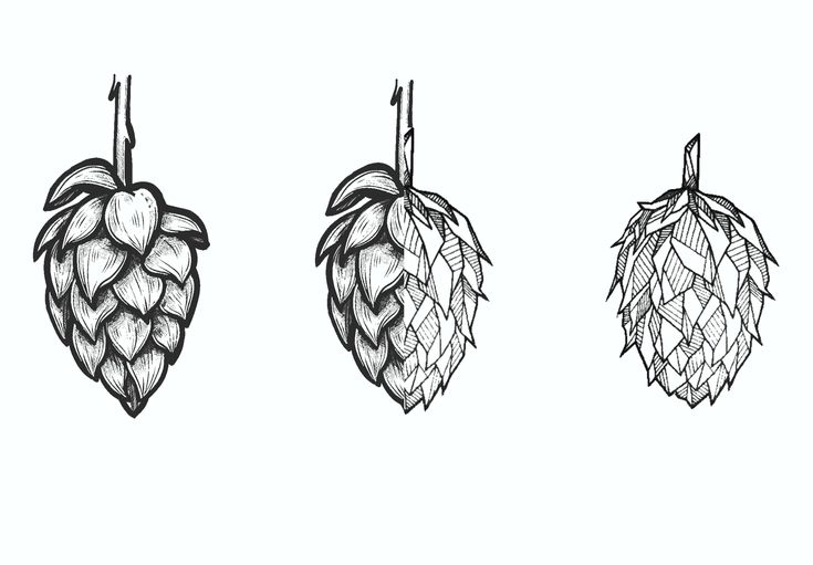 three hops of beer hanging from hooks