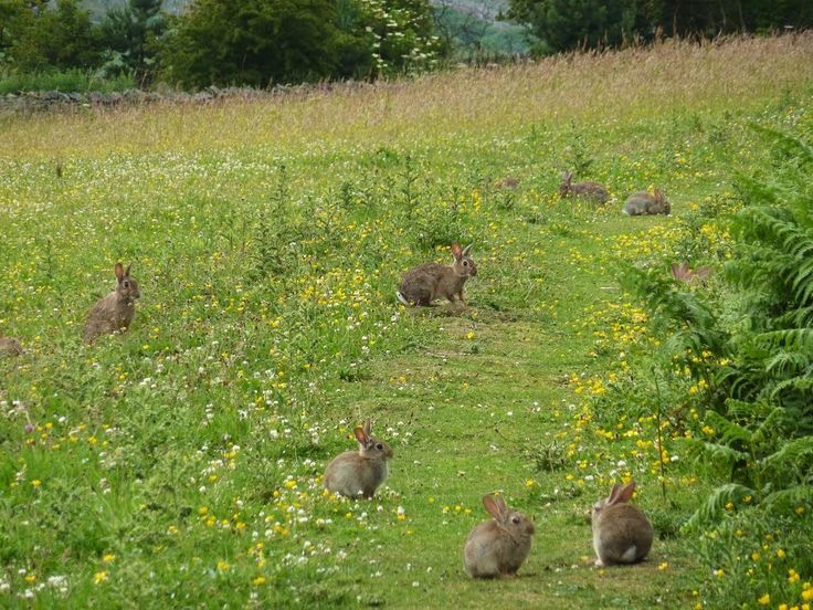 several rabbits are sitting in the grass